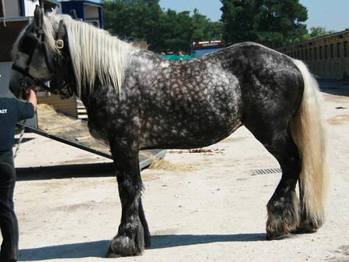 Abtenauer Horses